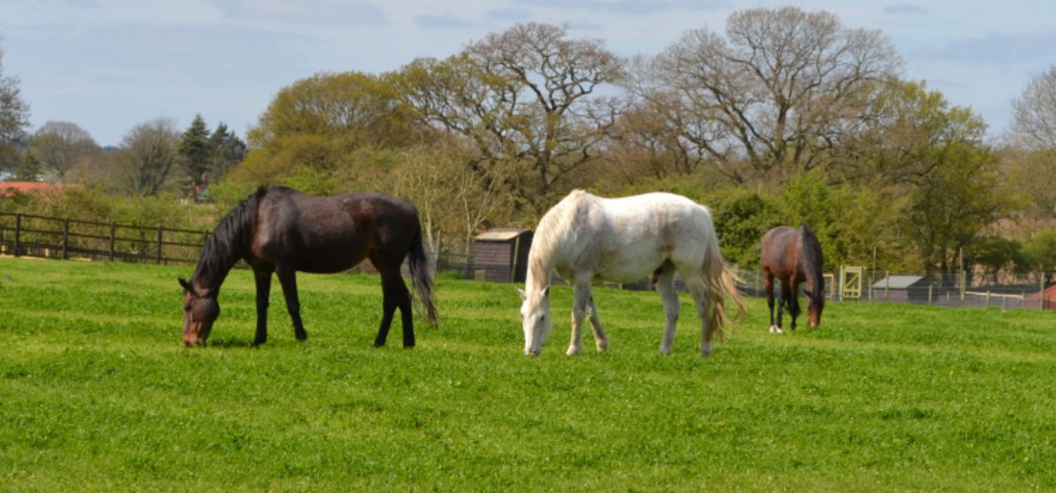 Drei Pferde beim Grasen auf der Koppel
