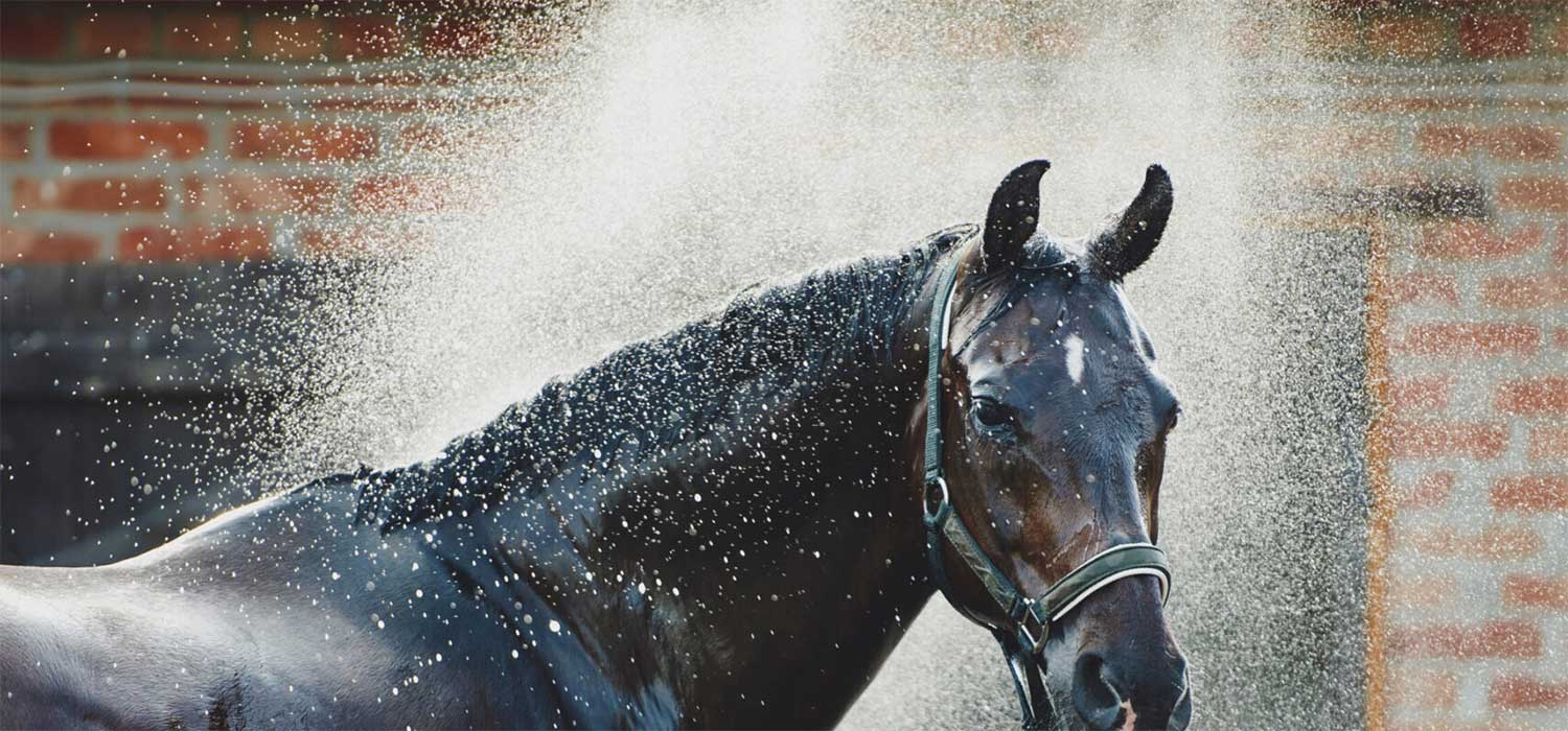 Pferd erhält erfrischende Dusche