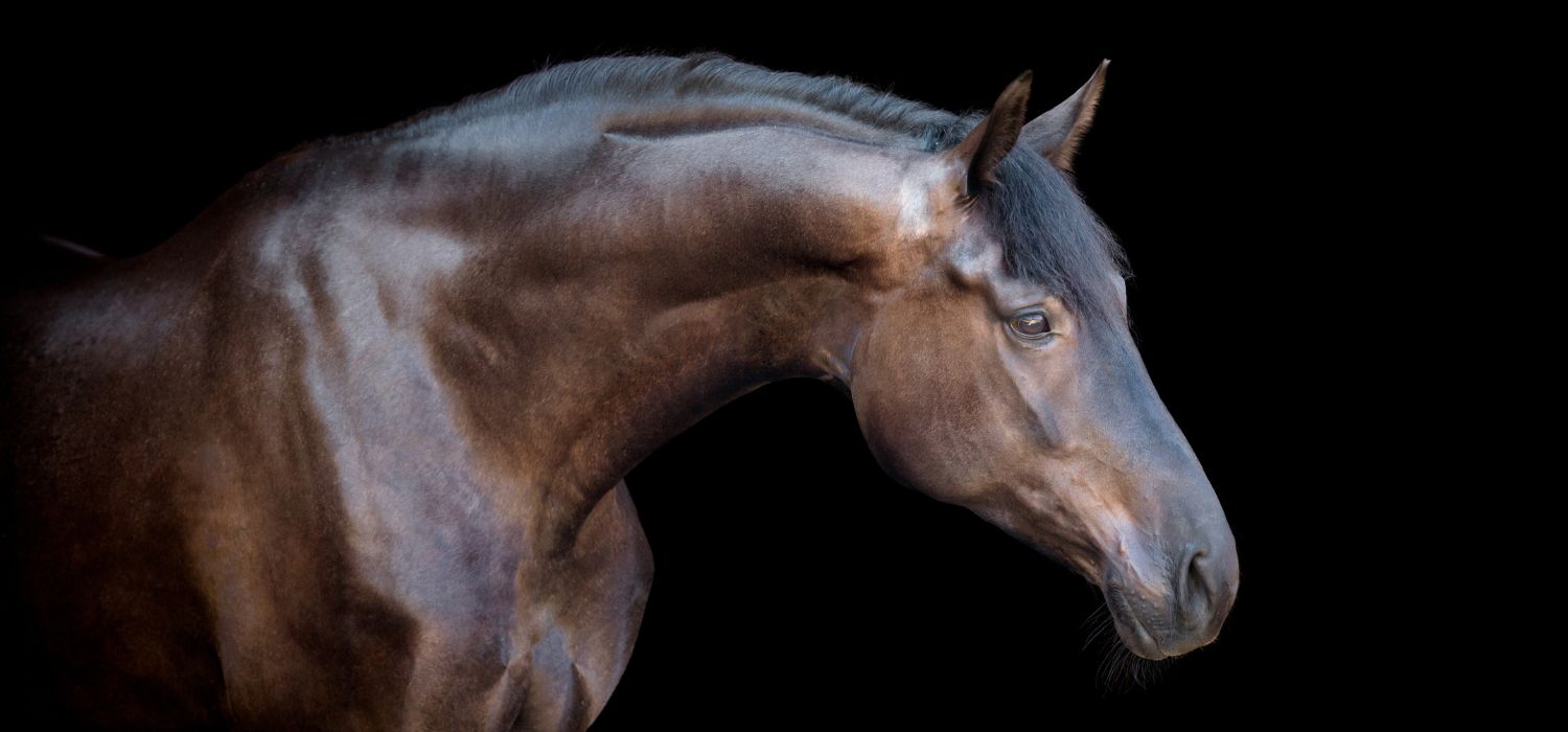 Gut bemuskeltes dunkelbraunes Pferd