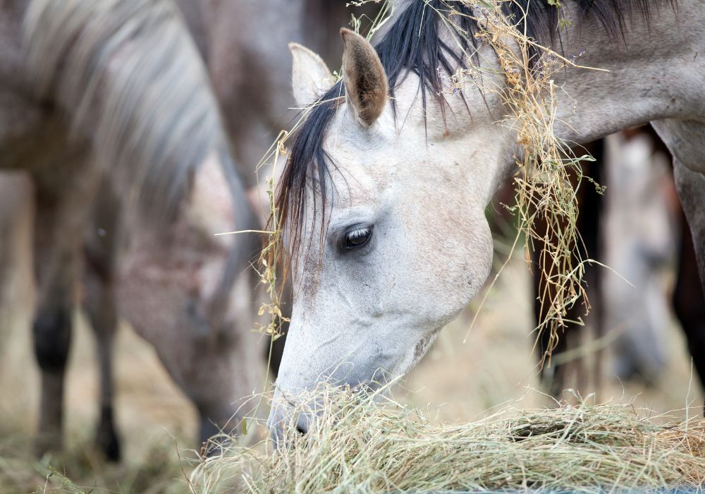 Pferdeherde frisst Heu