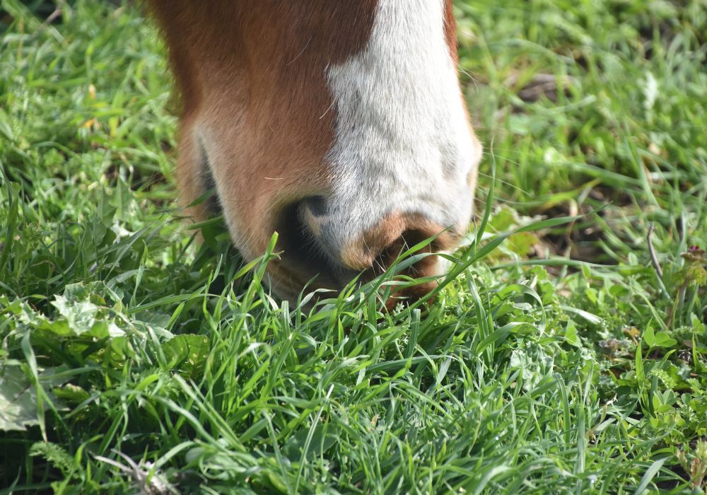 Pferd beim Grasen - Detailaufnahme