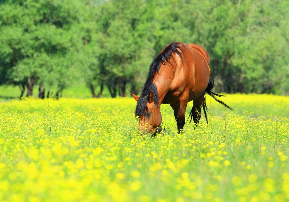 Pferd auf Koppel mit sattem, hohem Gras