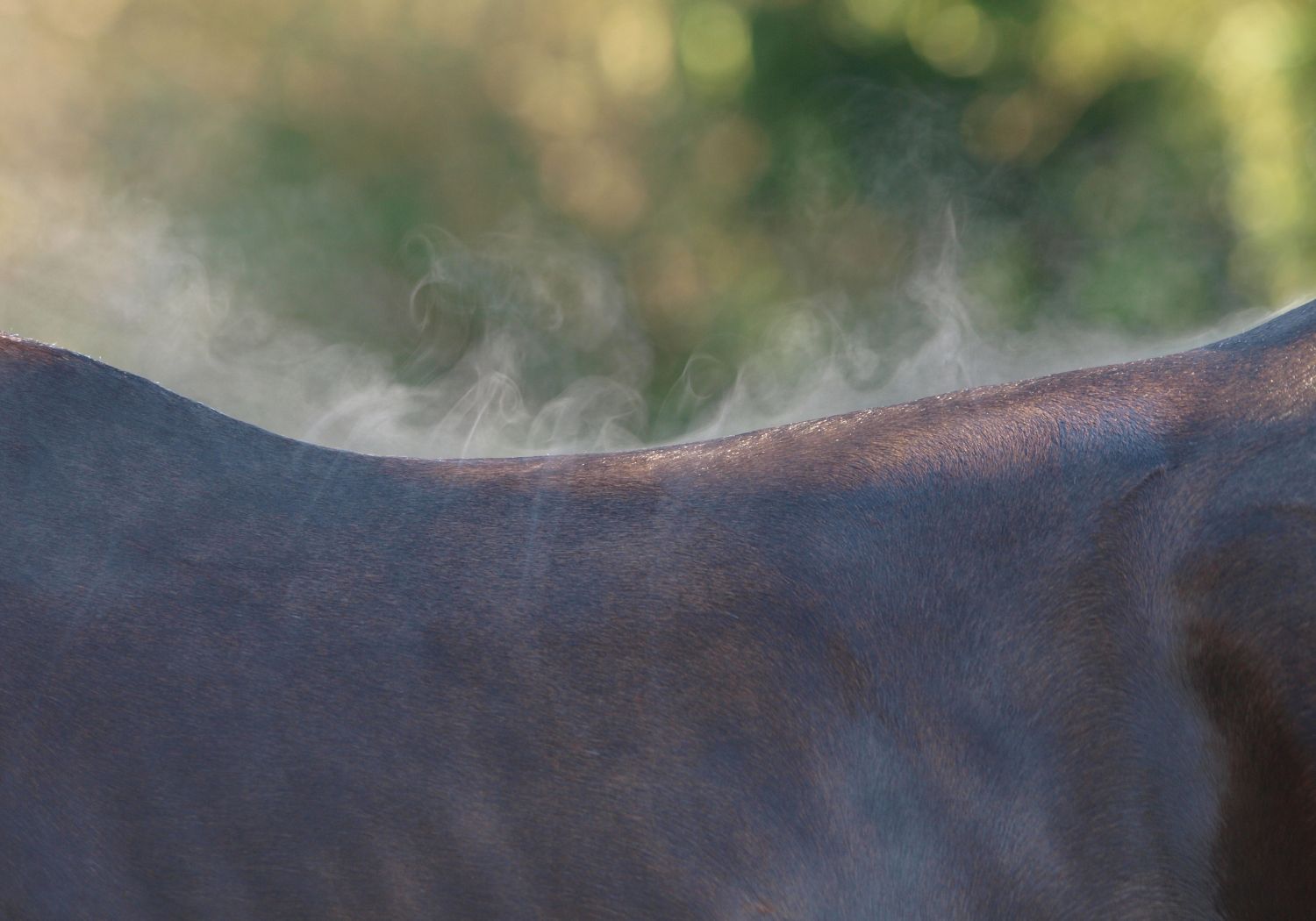 Dampfender Pferderücken