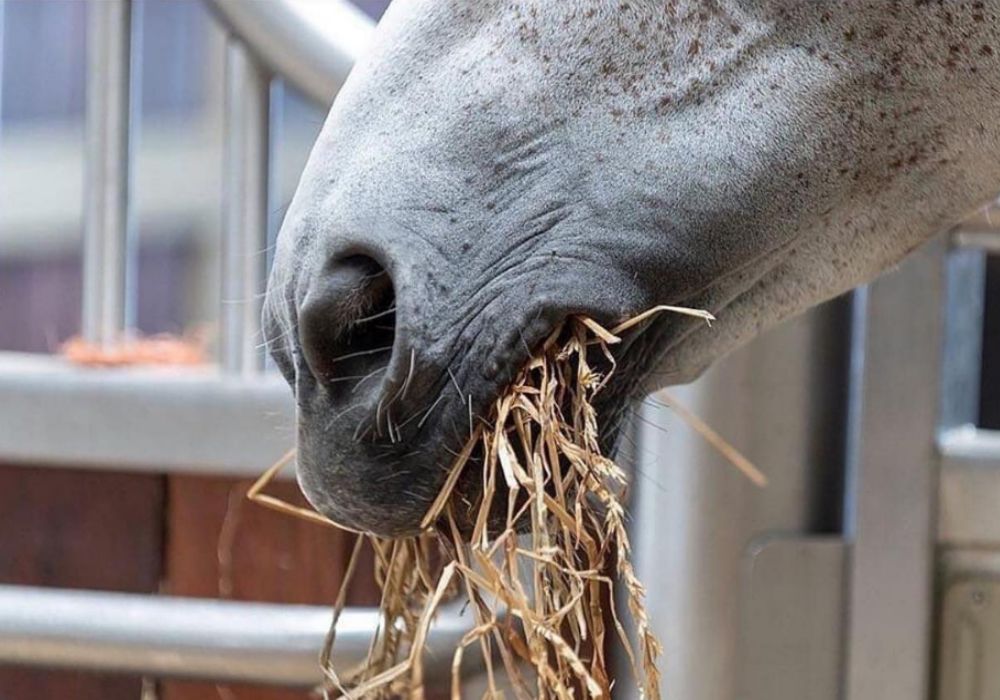 Schimmel frisst Raufutter - Detailaufnahme