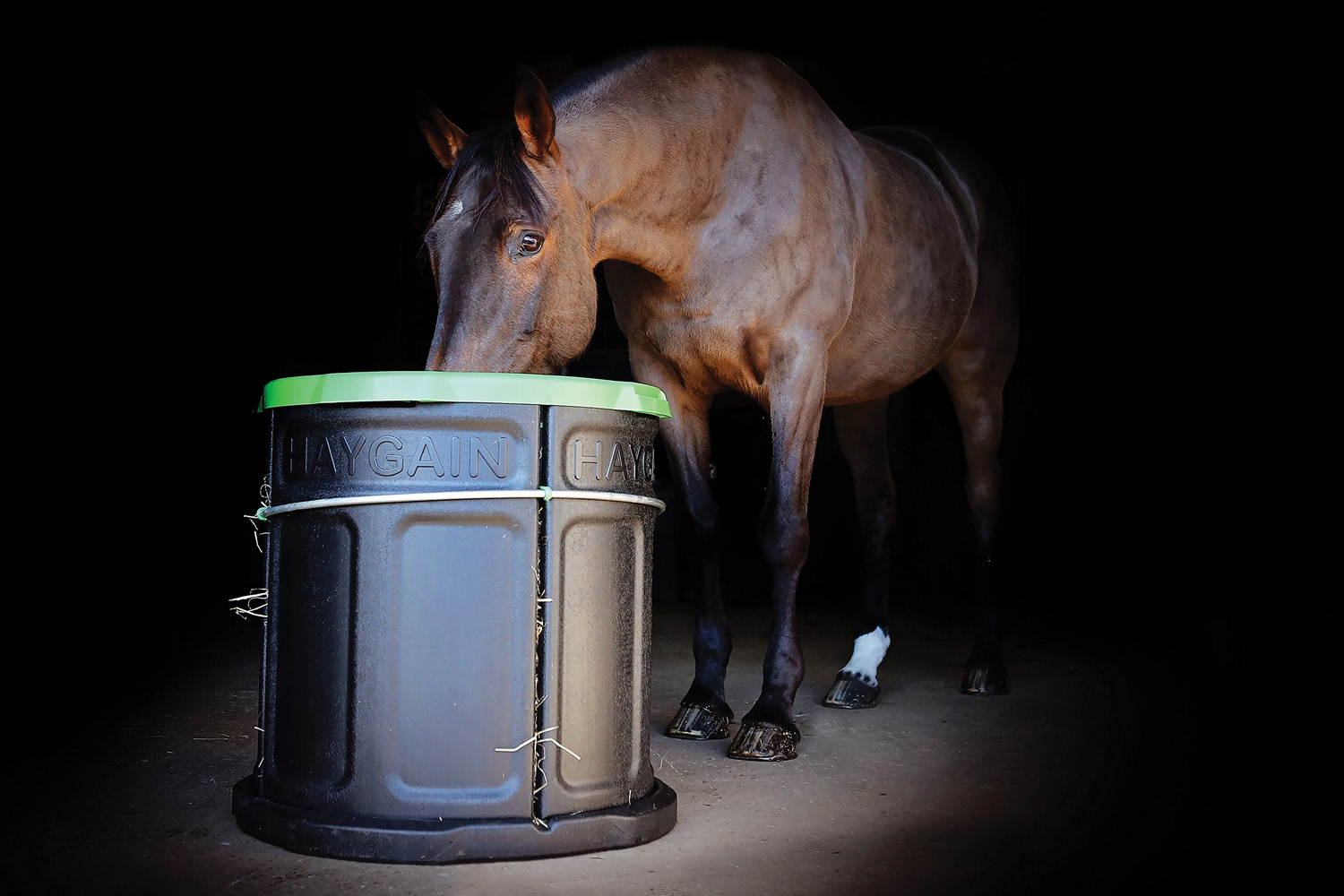 Pferd frisst aus Haygain Forager Slowfeeder