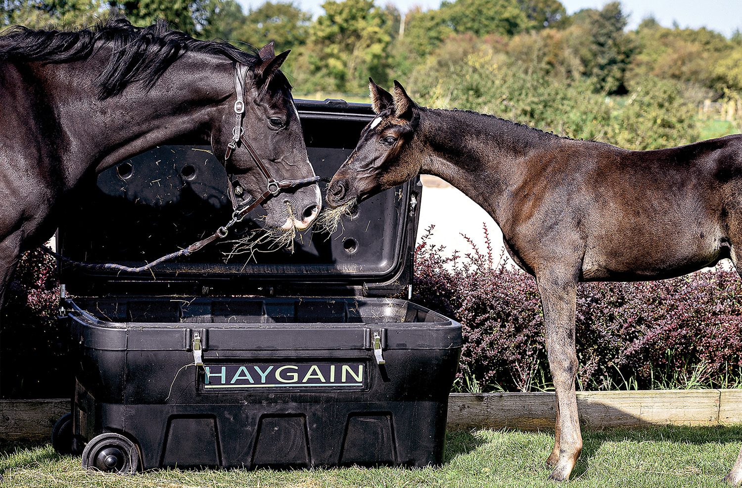 Pferd und Fohlen fressen Heu aus Haygain HG 2000