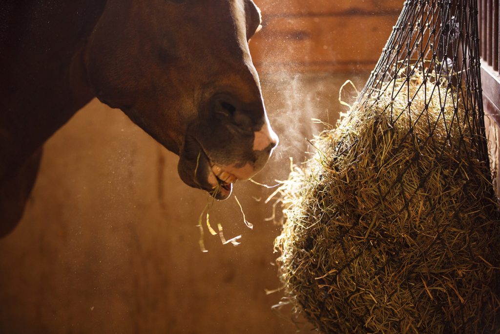 Pferd mit Stauballergie beim Heufressen