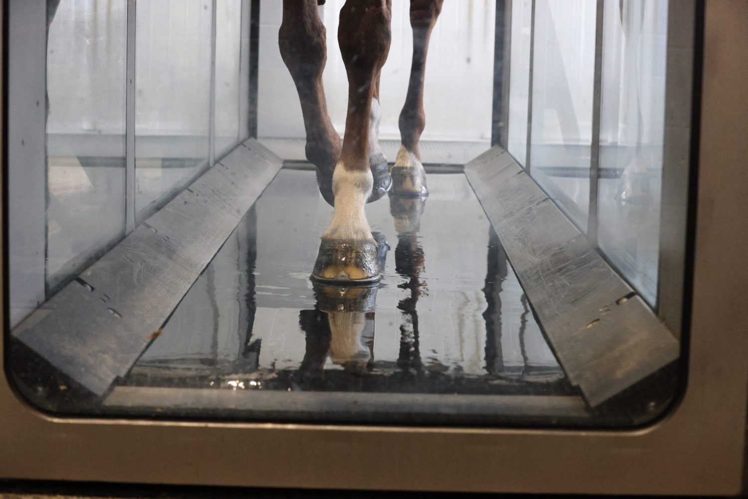 Pferdebeine am Laufband