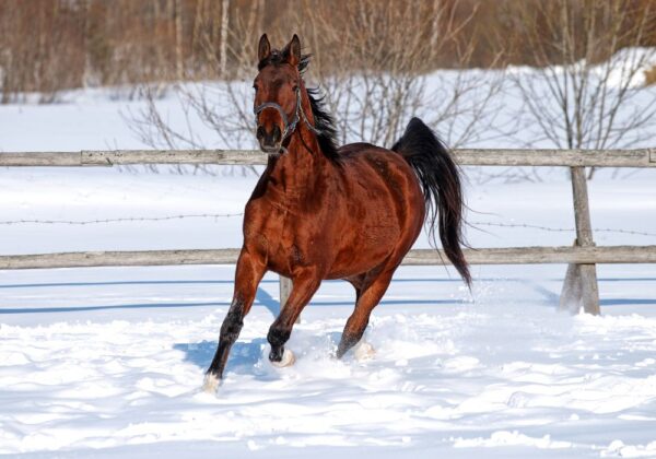 Pferd trabt im Winter auf der Weide durch den Schnee