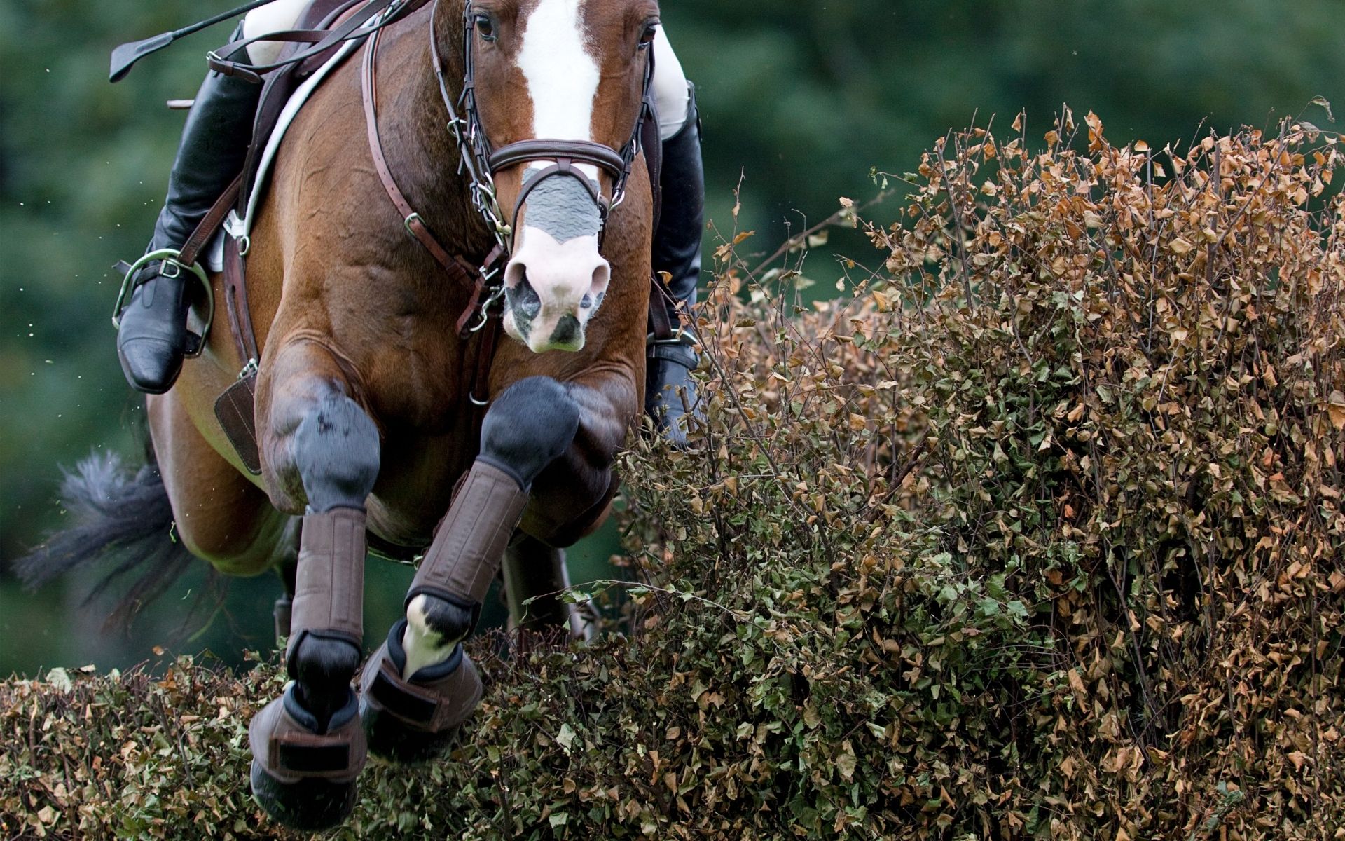 Vielseitigkeitspferd springt über Hecke