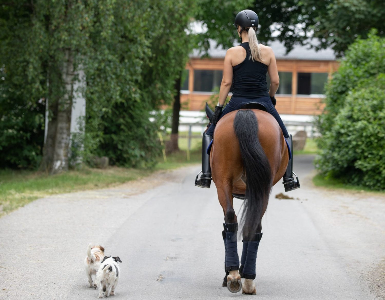 Kleiner Ausritt zum Aufwärmen mit Pferd und Hunden