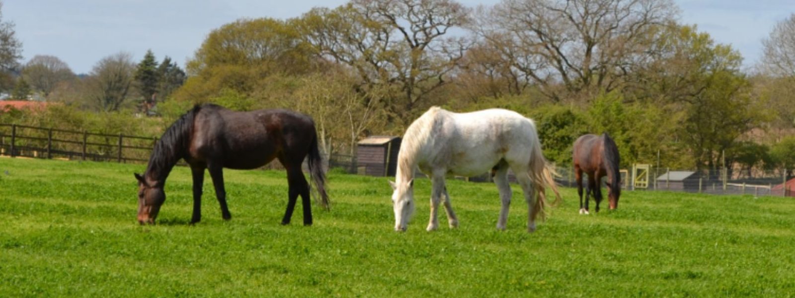 Drei Pferde beim Grasen auf der Koppel