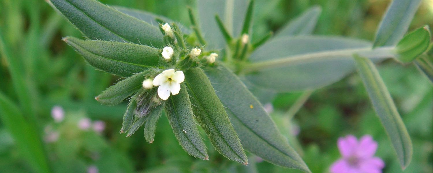 Ahiflower für Pferde - Pferdperfekt Kräuterfibel