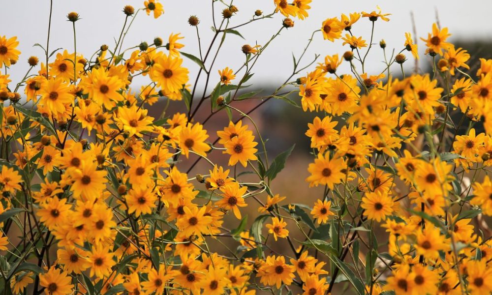 Arnika für Pferde - Pferdperfekt Kräuterfibel
