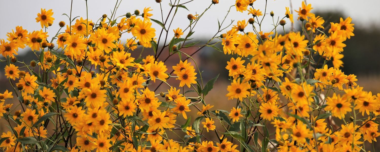 Arnika für Pferde - Pferdperfekt Kräuterfibel