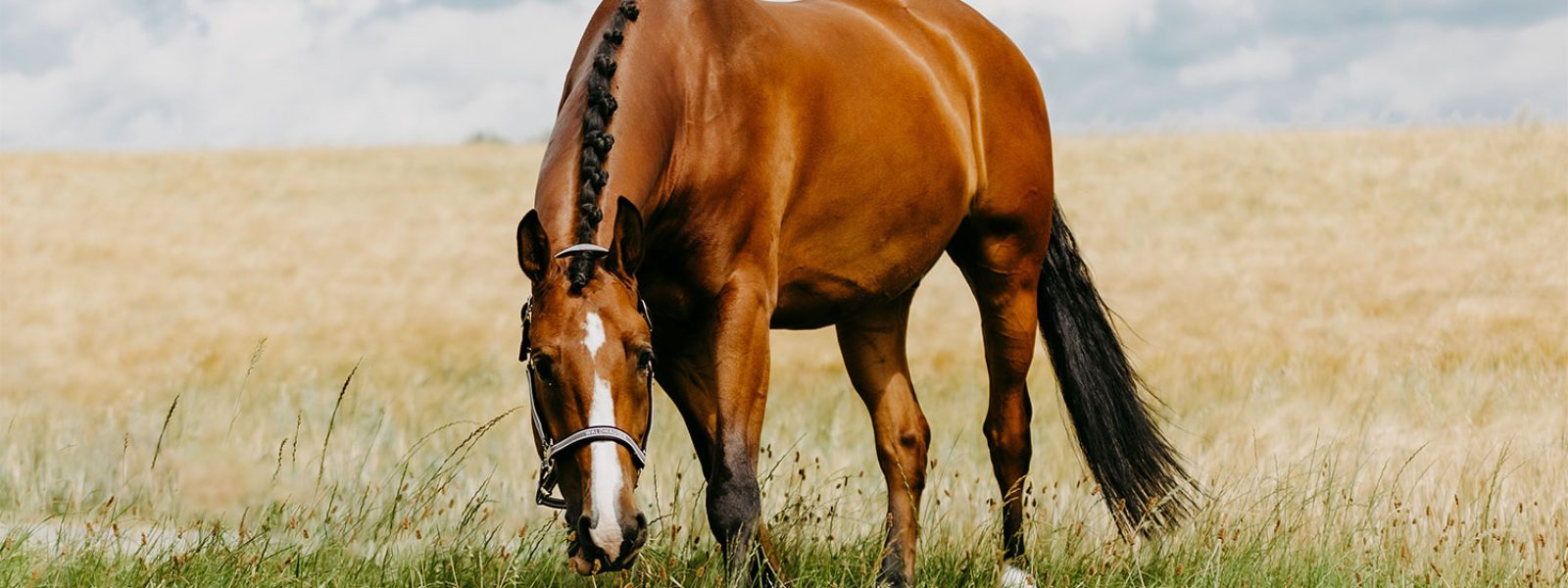 Pferd frisst Gras auf Koppel