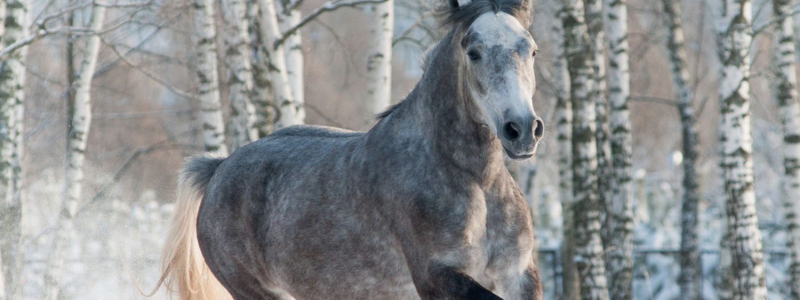 Schimmel galoppiert auf Winterweide durch den Schnee