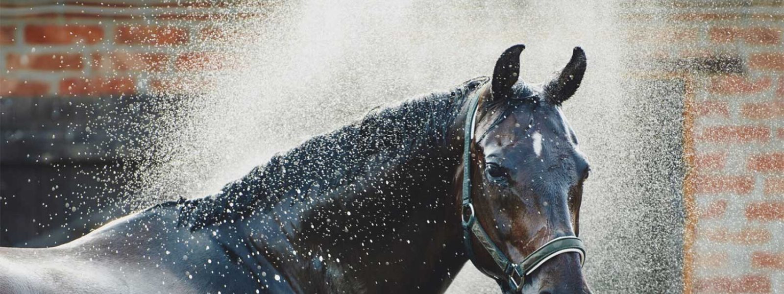 Pferd erhält erfrischende Dusche