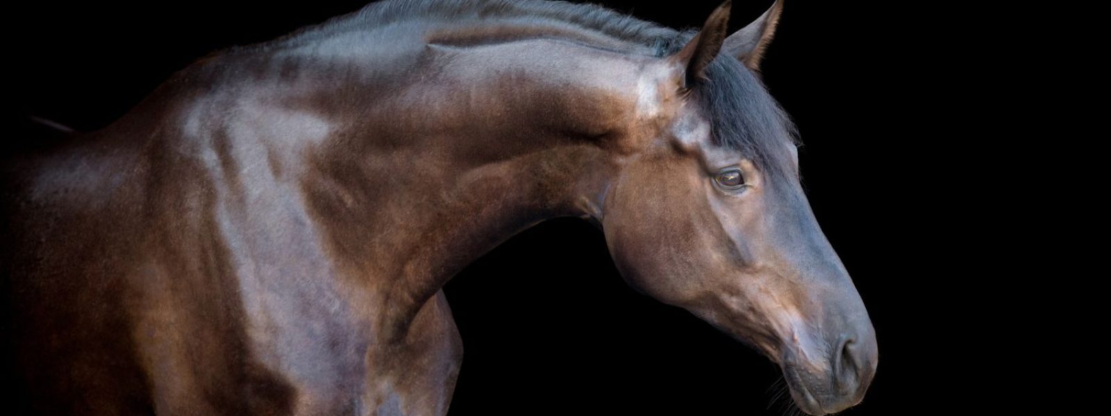 Gut bemuskeltes dunkelbraunes Pferd