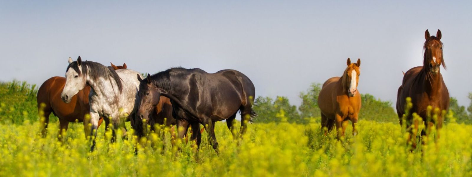 Pferde auf einer satten Koppel