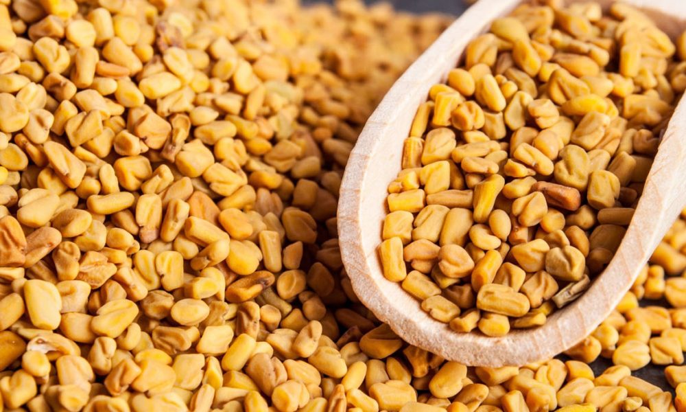 Bockshornkleesamen für Pferde - Pferdperfekt Kräute