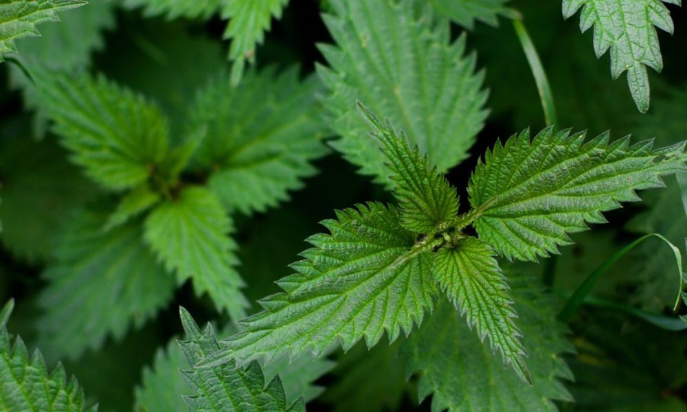 Brennessel für Pferde - Pferdperfekt Kräuterfibel