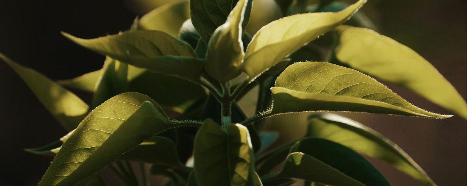 Chlorella für Pferde - Pferdperfekt Kräuterfibel