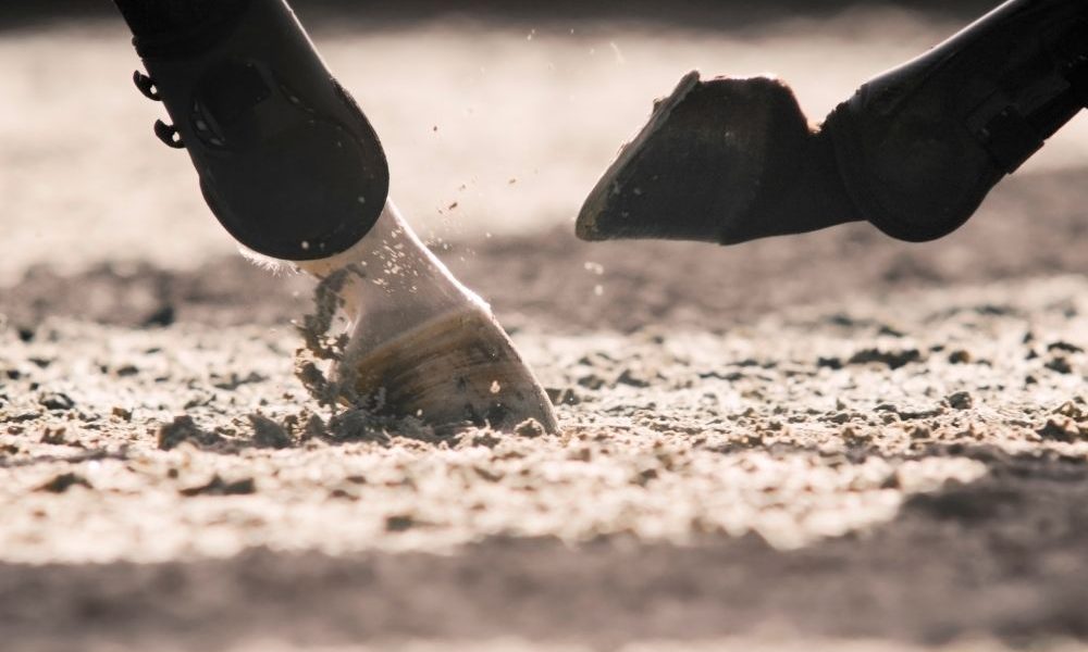 Pferdebeine in Bewegung – Symbol für gesunde Gelenke und aktive Muskulatur