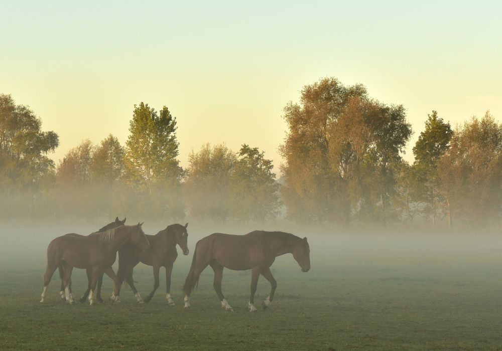 Pferde bei Nebel auf der Weide