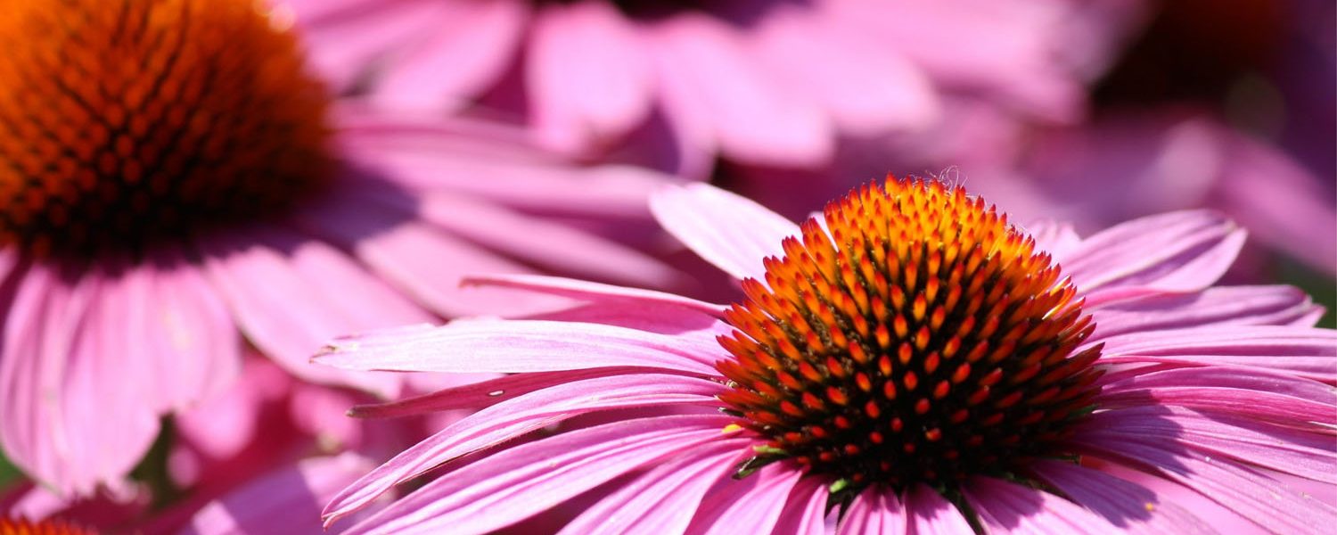 Echinacea für Pferde - Pferdperfekt Kräuterfibel