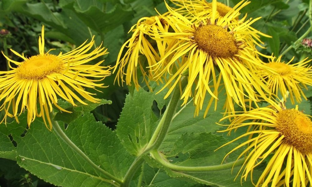 Echter Alant für Pferde - Pferdperfekt-Kräuterfibel