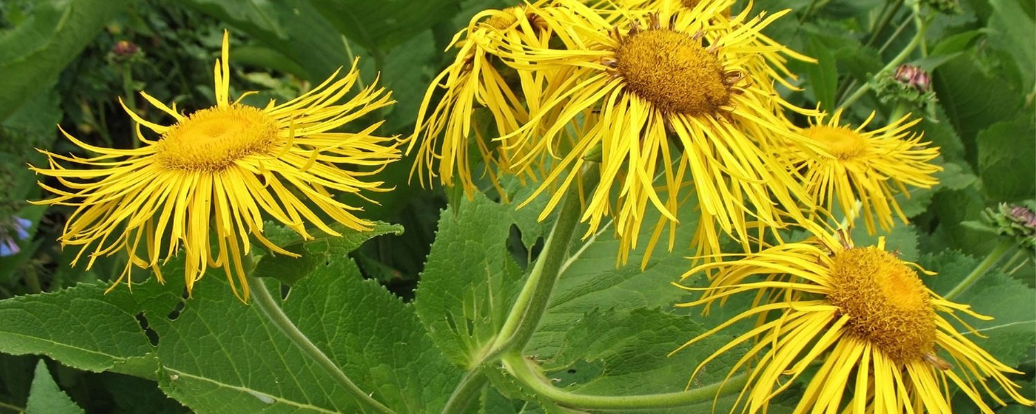 Echter Alant für Pferde - Pferdperfekt-Kräuterfibel