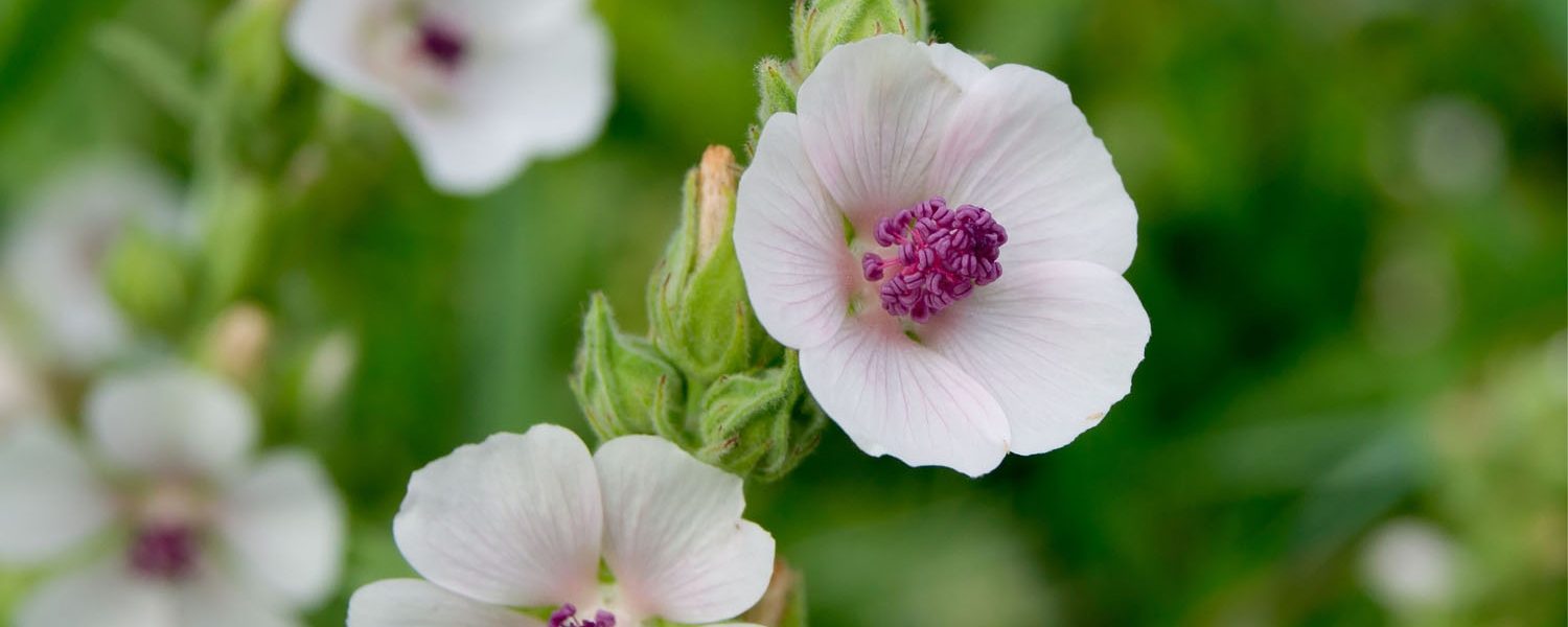 Eibisch für Pferde - Pferdperfekt Kräuterfibel