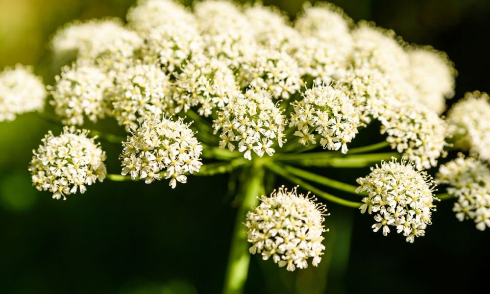 Engelwurz für Pferde - Pferdperfekt Kräuterfibel