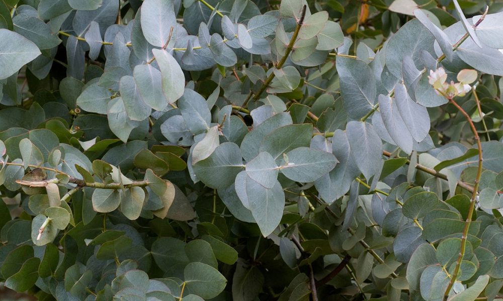 Eukalyptus für Pferde - Pferdperfekt-Kräuterfibel