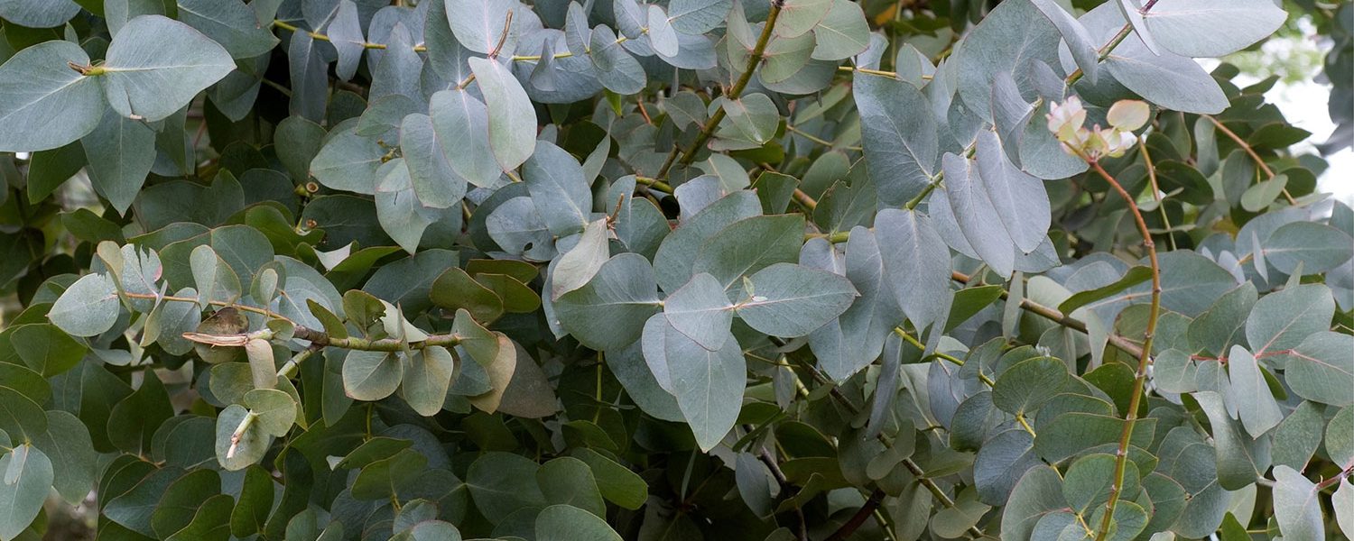 Eukalyptus für Pferde - Pferdperfekt-Kräuterfibel