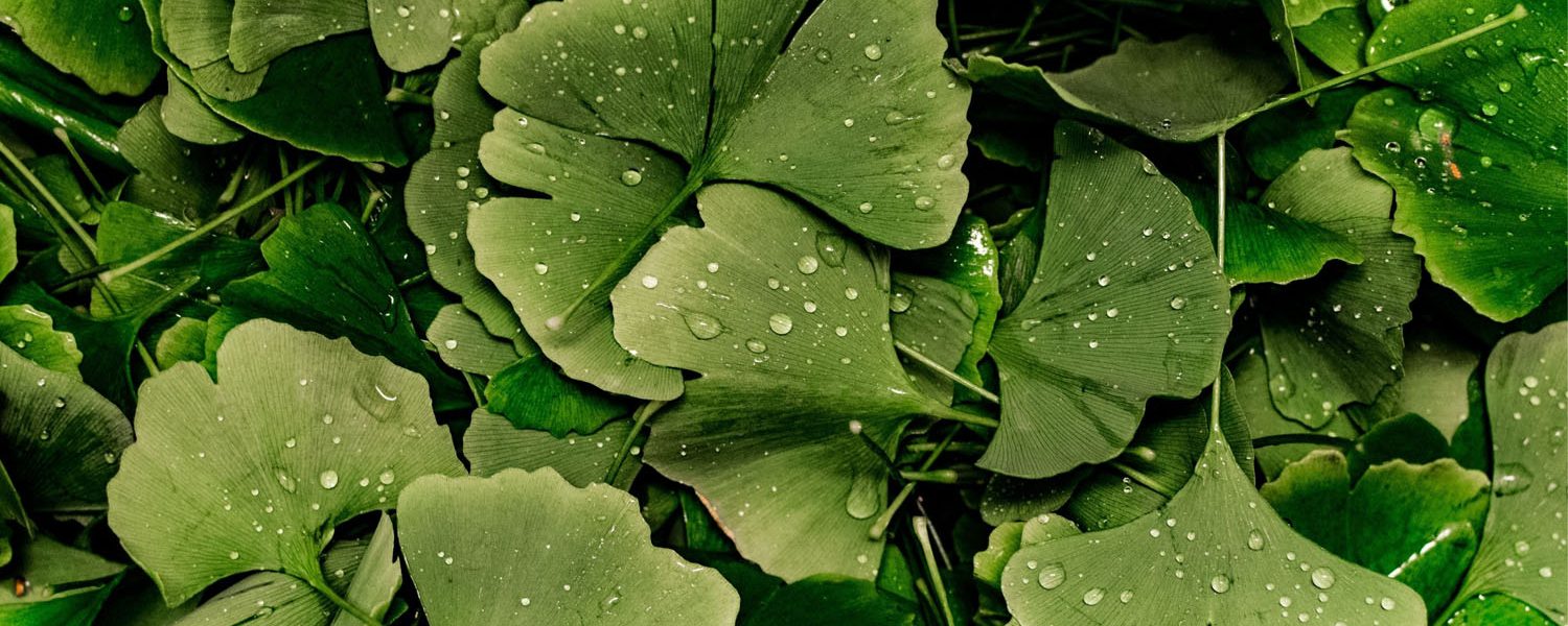 Ginko für Pferde - Pferdperfekt Kräuterfibel