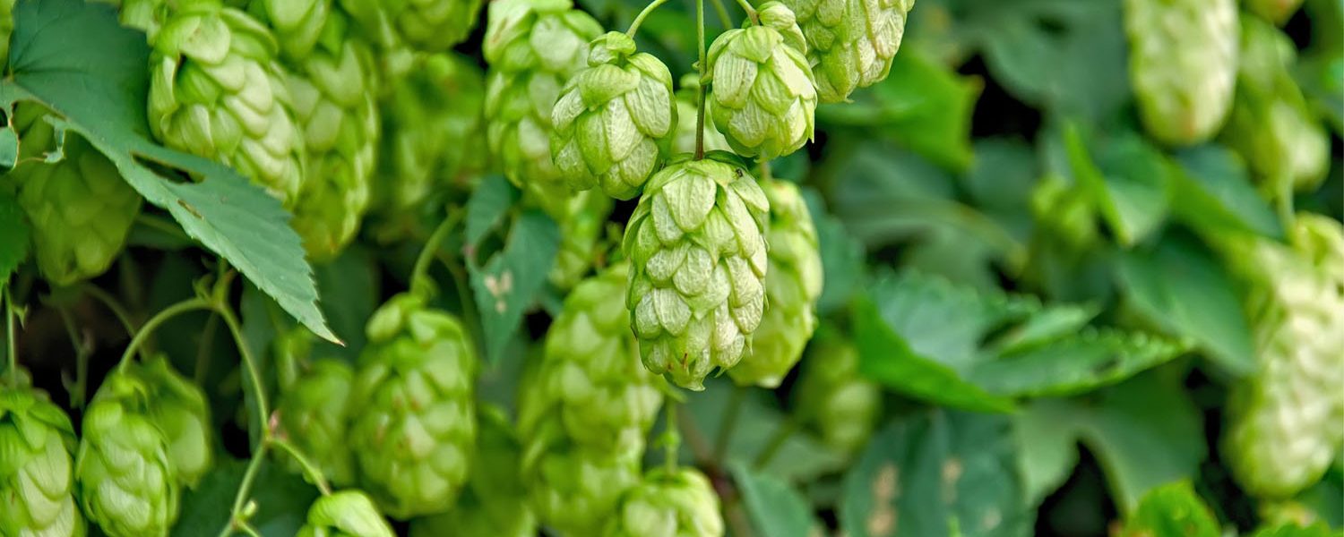 Hopfen für Pferde - Pferdperfekt Kräuterfibel
