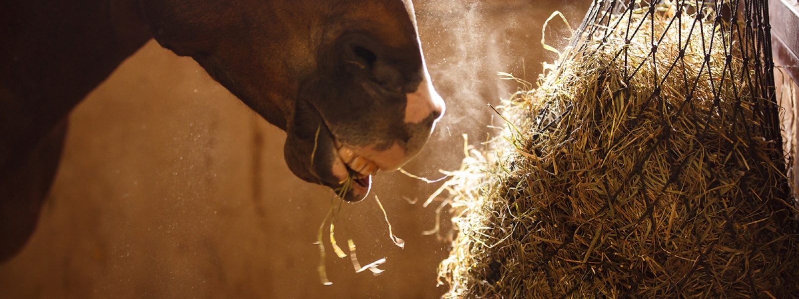 Pferd mit Stauballergie beim Heufressen
