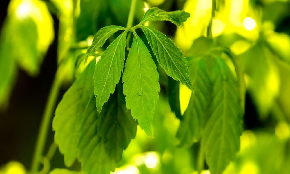 Jiaogulan für Pferde - Pferdperfekt Kräuterfibel