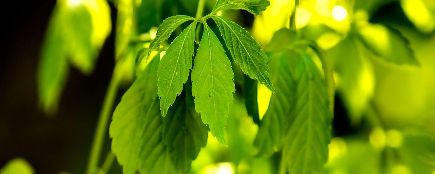 Jiaogulan für Pferde - Pferdperfekt Kräuterfibel