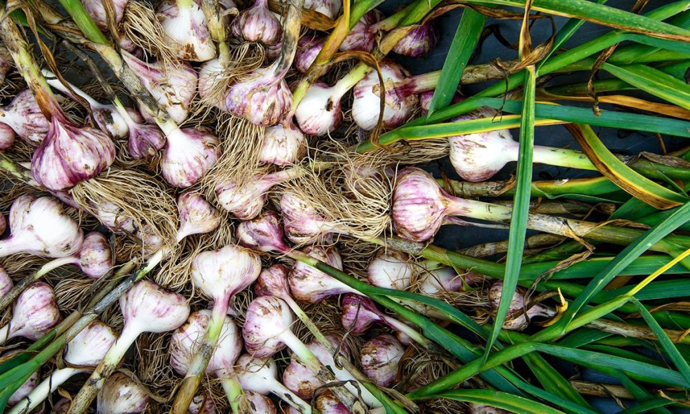 Knoblauch für Pferde - Pferdperfekt-Kräuterfibel