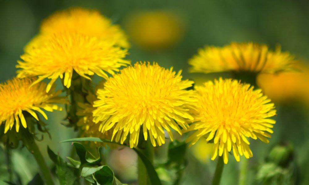 Löwenzahn für Pferde - Pferdperfekt Kräuterfibel