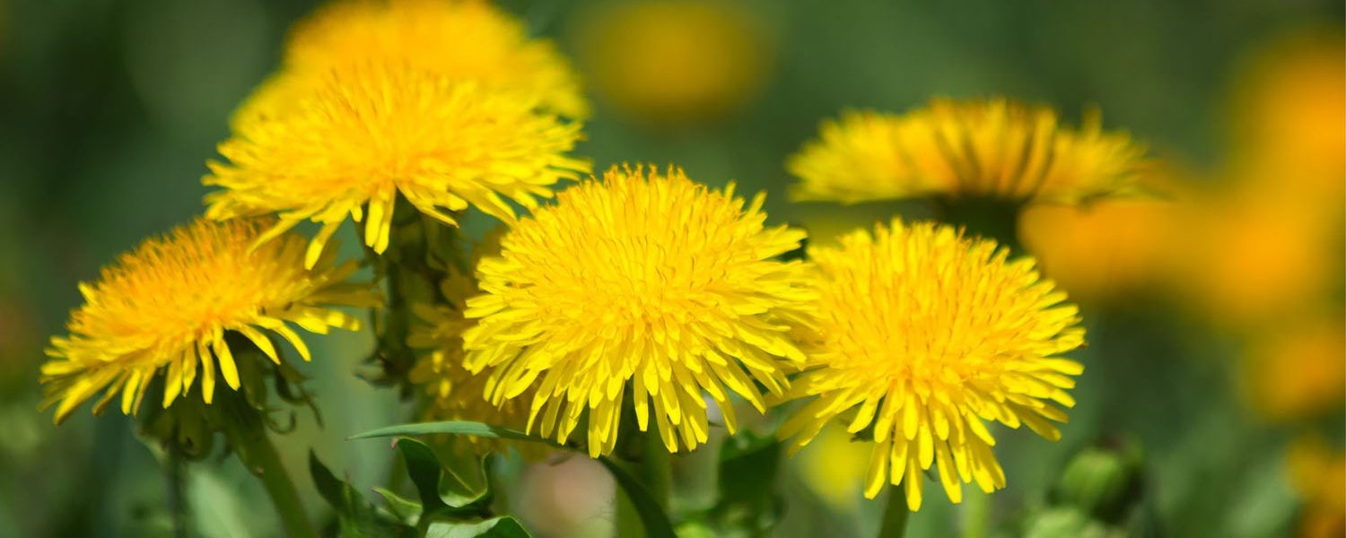 Löwenzahn für Pferde - Pferdperfekt Kräuterfibel