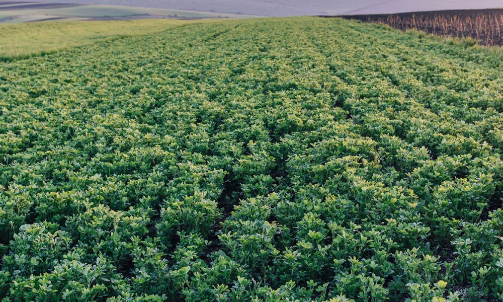 Luzerne für Pferde - Pferdperfekt-Kräuterfibel