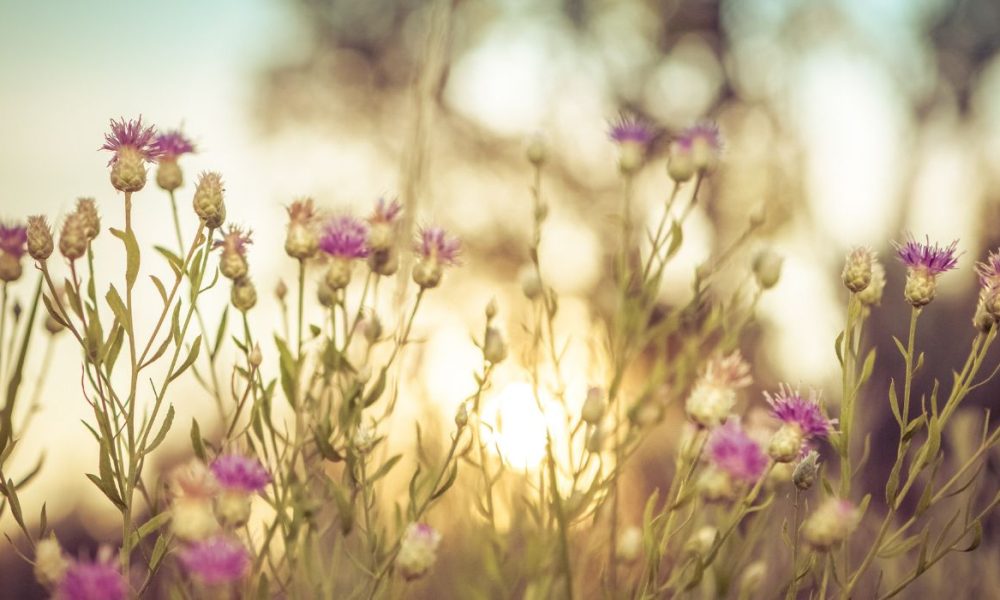 Mariendistel für Pferde - Pferdperfekt Kräuterfibel