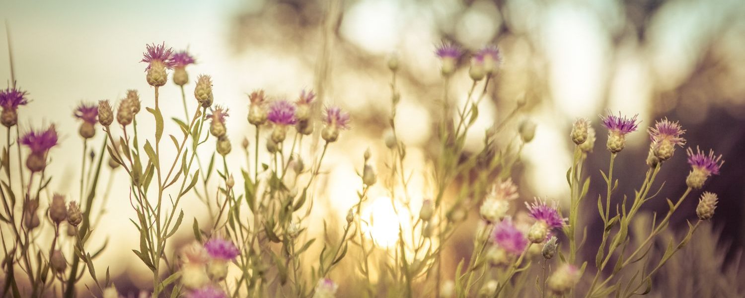 Mariendistel für Pferde - Pferdperfekt Kräuterfibel
