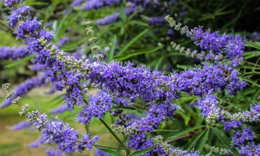 Mönchspfeffer für Pferde - Pferdperfekt Kräuterfibel