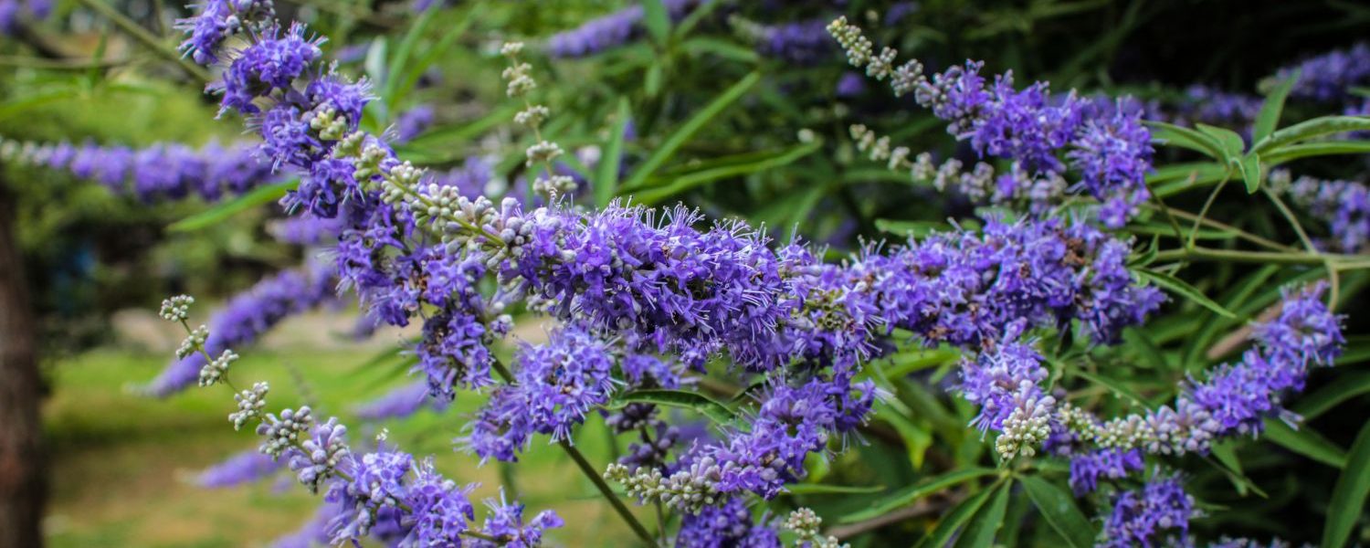 Mönchspfeffer für Pferde - Pferdperfekt Kräuterfibel