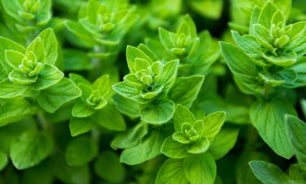 Oregano für Pferde - Pferdperfekt Kräuterfibel